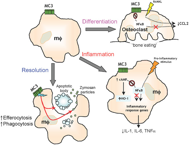 Melanocortinsystemet aktiveras vid inflammation MELANOCORTIN Ett hormon med anti-inflammatoriska effekter som verkar på specifika receptorer Hämmar infiltration av vita blodkroppar och frisättning av