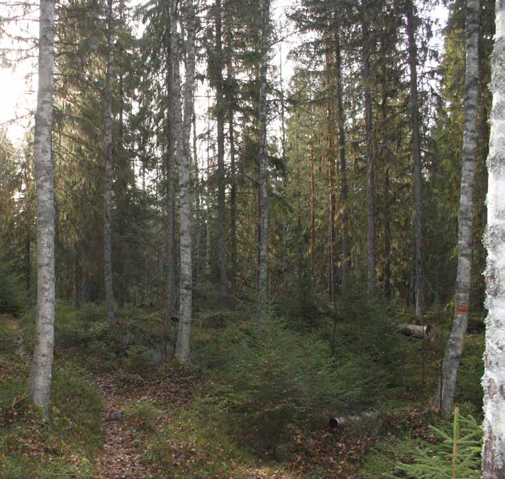 SKOG OCH FRITID En mindre skogsfastighet i Stora Skedvi.