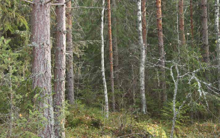 SKOG OCH MARK SKOGSMARK Till fastigheten hör enligt skogsbruksplanen 4,7 ha produktiv skogsmark med ett uppskattat virkesförråd om 983 m³sk, vilket motsvarar ca 209 m³sk/ha.