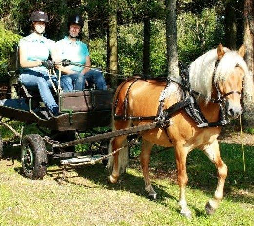 Ponnyloppis kommer att finnas vid ett bord under dagen - Begagnat och en del nytt. Olika utställningsträns i läder med ledtygel, strl shetland och ponny.