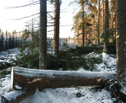 utmaning: hur kan vi skapa nya affärsmöjligheter i en skogsindustri i förvandling? lösning: tillverka förnybart biodrivmedel av biomassa utan att påverka tillgången på mat.