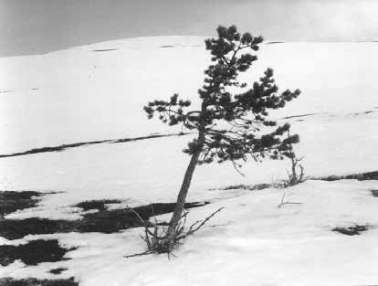 Tall (Pinus sylvestris) År/fotodatum