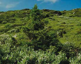 (Picea abies) År/fotodatum Altitud