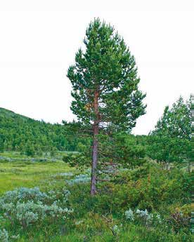 (Pinus sylvestris) År/fotodatum