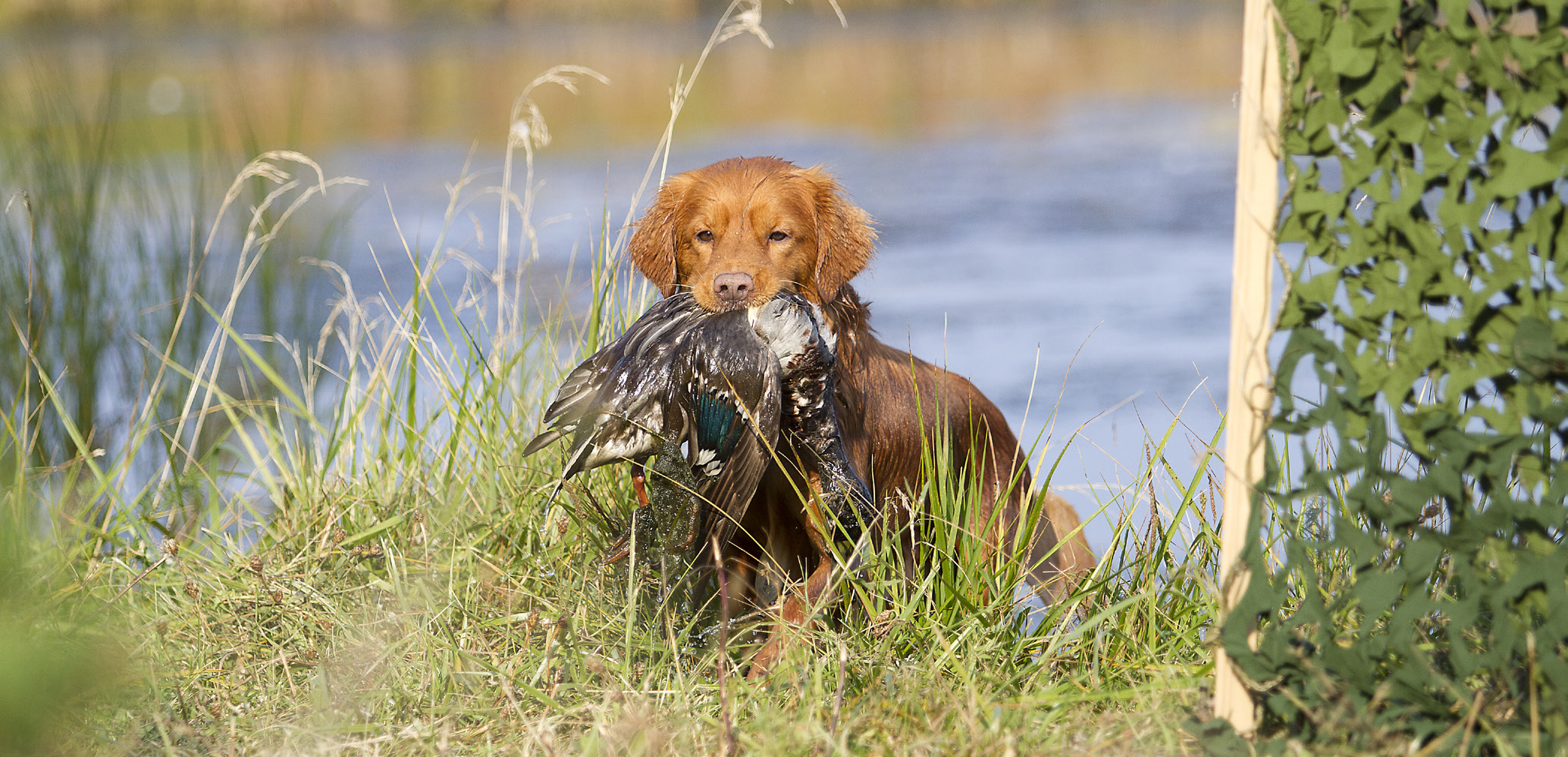 NOVA SCOTIA DUCK TOLLING RETRIEVER FCI nr 312 Originalstandard 1987-06-24.