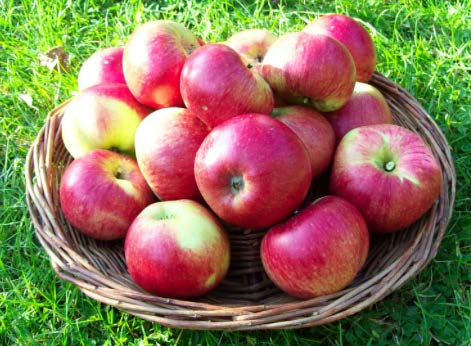 Fördela äpplen i två korgar Konkret: fysiska material, äpplen Halvkonkret: