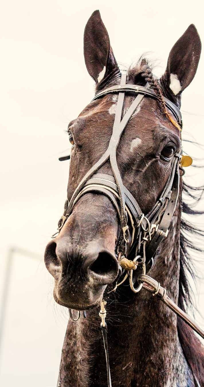 SPÆNDENDE WEEKEND: 5 DANSKE BANER BL.A. JYDSK GALOP DERBY I AARHUS! Racing News nr.