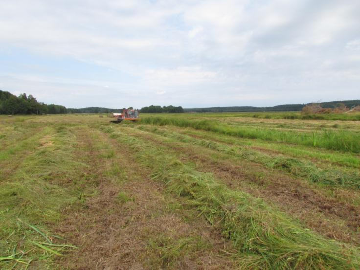 Mestadels har dock Brosjön karaktären av en mycket stor våtmark med en vegetation som domineras av höga gräs- och starrarter samt kaveldun och gul svärdslilja.