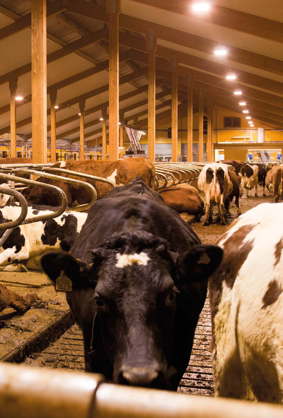 ID 15 INDUSTRI ID 15 Industriarmatur med urladdning, lågenergi för skärmtak, djurstall, ridhus, industri etc. Kapslad armatur IP 54. Kan levereras i D-märkt (-D) utförande upp till och med 250 W.