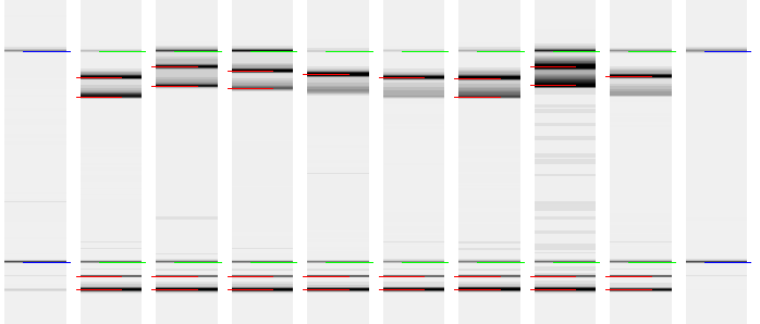 Bild 3. Bilden visar fragmentanalysen med de interna storleksmarkörerna (grön färg) och externa storleksmarkörerna (blå färg). På gelen har 1,5 ul laddats.