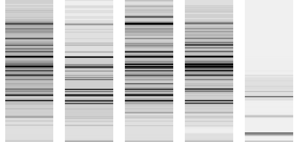 Bild 1. Analys av RAPD-PCR produkterna med primer 3 på 2 % -ig agarose gel visar ett band hos hanar som är cirka 250 bp.