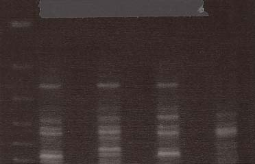 De tre följande brunnarna innehåller 10 ul PCR produkt från olika hanar (första brunnen innehåller DNA från individ S3) och sista