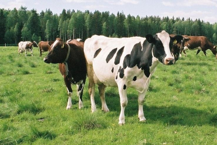 Högavkastande mjölkkor på bete - rutiner, skötsel och tillskottsutfodring High yielding dairy cows at