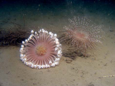 Även hårdbottnarna i området hyste en mycket art- och individrik fauna, med delvis helt unika inslag.