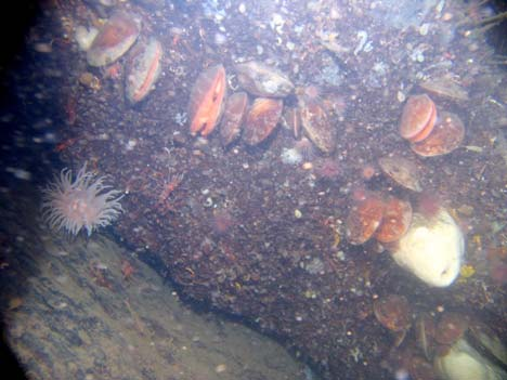 Ny corallimorph anemon för Skagerrak