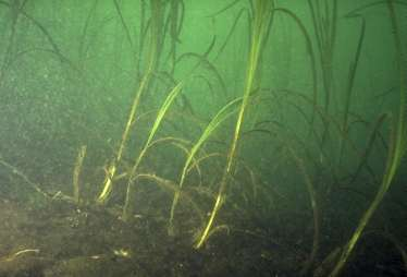 baserat på - sediment/hårdbotten -