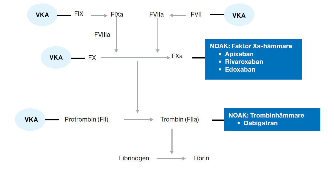 Verkningsmekanismer VKA =