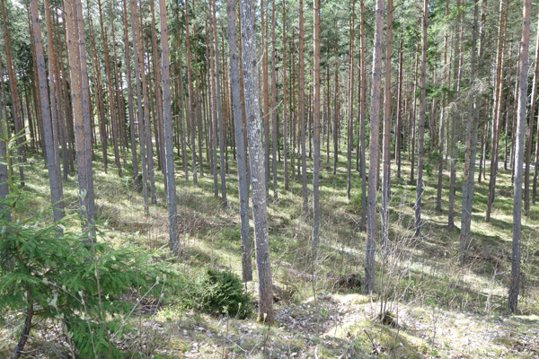 Skogen i norra Gillerhälla-området. Motions- och promenadslingan i Abborrebergsskogen finns i bortre delen av skogen vi ser i fotot.