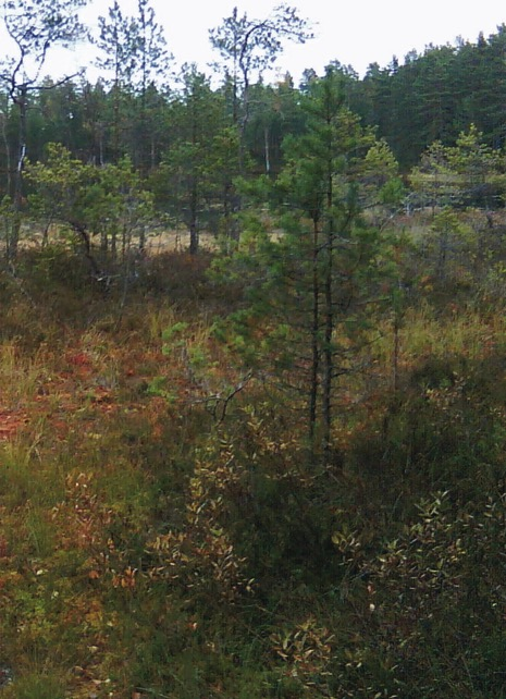 Naturskyddsföreningens medlemmar välkomnas till SPF Seniorerna, Tunasol föredrag om hur Sverige bidrar till att minska den globala uppvärmningen.