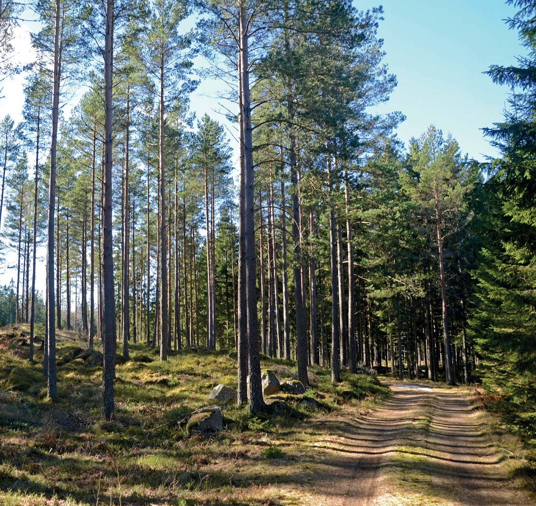 SKOGRIKT I LOFTÅS Välskött skogsskifte med god växtlighet, c:a 15 km öster om Värnamo. Arealen om totalt 32 ha är belägen i ett sammanhängande skifte utan byggnader.