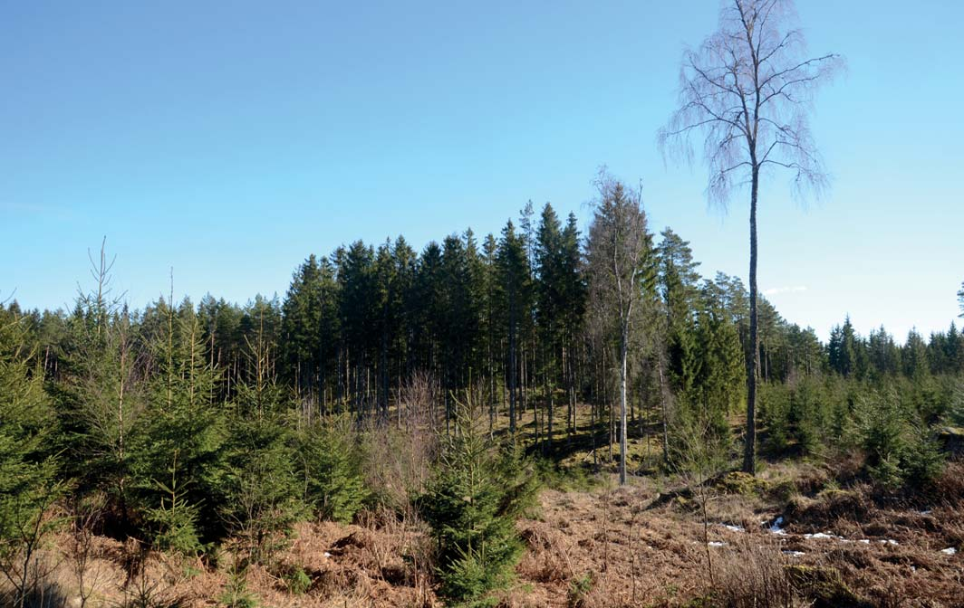 SKOG OCH MARK SKOGSMARK Skogsbruksplanen är upprättad under hösten 2015 av Södra Skogsägarna. Avdelningsbeskrivning, sammanställningar samt skogskarta bifogas.