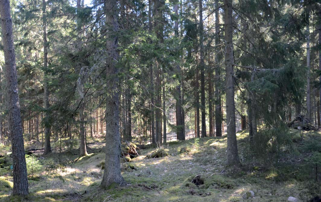 PLANER, BESTÄMMELSER OCH FORNLÄMNINGAR På fastigheten finns två registrerade fornminnen i form av vägmärke och röse.