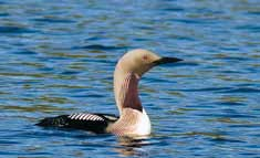 En havslik sjö Vänern är en unik insjö med sin havsliknande karaktär med kala klippor och skär och med en fri horisont utan land i sikte.