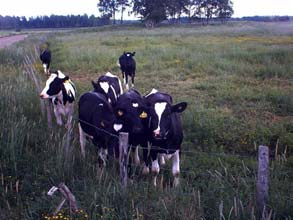 Växthusgasflöden (koldioxid, lustgas, metan) vid olika markanvändning Permanent vall eller bete kan ge höga skördar, binda kol och förhindrar vinderosion men tveksamt om nedbrytningen av torven går