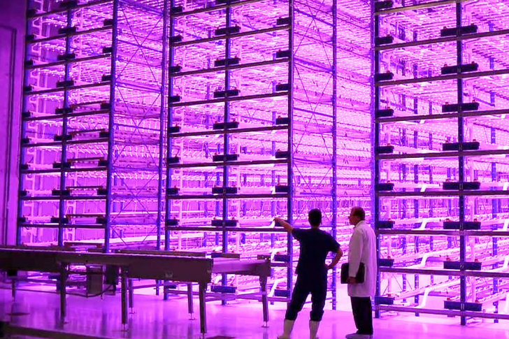 Vertikal odling Figure: "Pinkhouse", Caliber Biotherapeutics, Bryan, Texas: 2.2 millioner plantor odlas samtidigt i anläggningen under ljuset av blåa och röda LED-lampor.