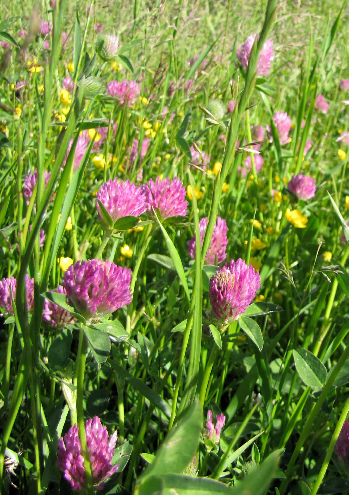 Läs mer FAKTA: Liehandboken på www.ub.gu.se/ Om slåtter www.melicamedia.se/lie Ängar http:// webbutik. jordbruksverket.se FLOROR: Virtuella floran http://linnaeus.nrm.se/flora/ welcome.html www.