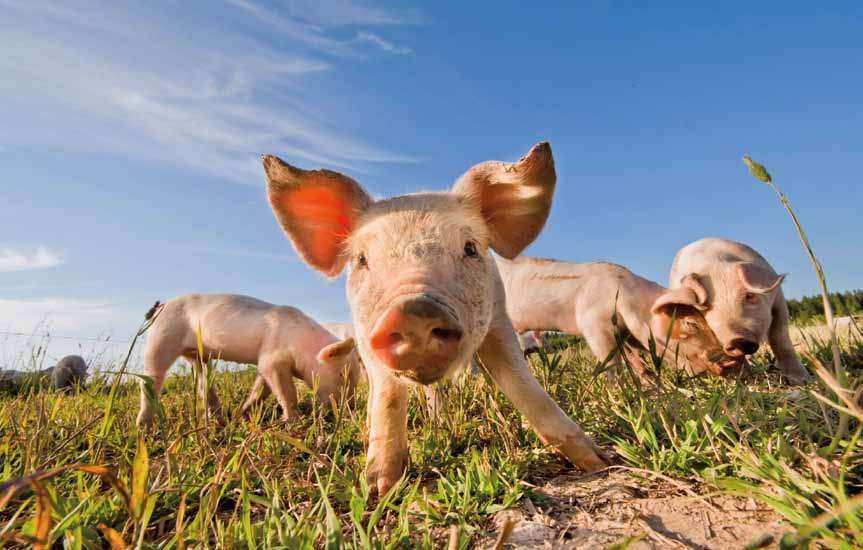 Övergripande teman Robusta system Mervärden för miljö och samhälle Konkurrenskraft och levande landsbygd Foto: istockphoto.