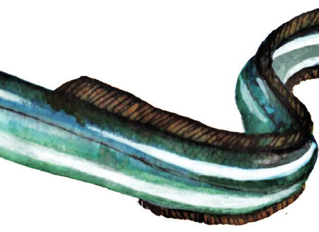 Foldern är finansierad av Havs- och Vattenmyndigheten. Maj 2016 3. Från yngel till ål När ålynglet anländer till Europas kust så omvandlas den till pigmenterad ål, så kallad gulål.
