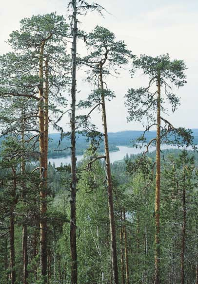 Hjukenåsarna Hjukenåsarna bildar ett mäktigt åssystem på norra sidan Vindelälven och är skyddade i ett 115 ha stort naturreservat.