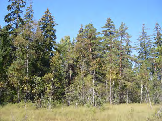 FRÄKENSJÖN-DAMMFALLEBÄCKEN Areal: 105,6 ha Landareal: 99,1 ha Produktiv skogsmark: ca 69 ha Natura 2000 habitat: Västlig taiga