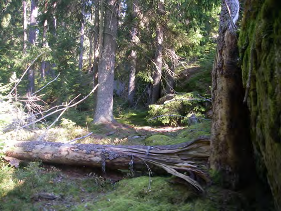 Gamla granar och granved utgör viktiga element. Bakgrundsinformation Naturvårdsprogram Norrköpings kommun Beståndsdata Holmen skog Inventerare: Mikael Hagström 2006.