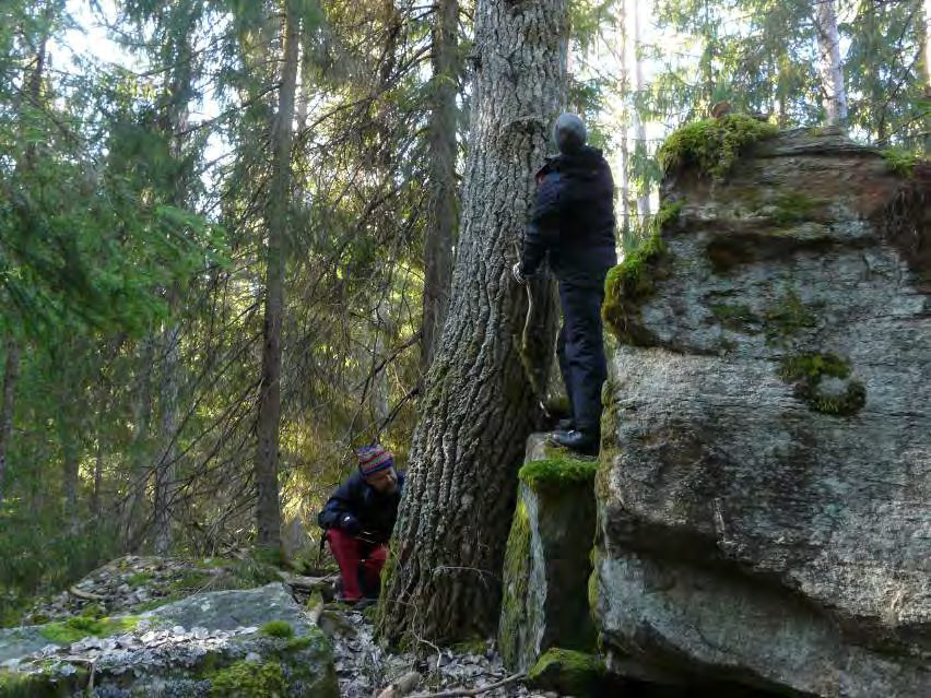 HJÄLMSTORPE NÄS Areal: 57 ha Landareal: ca 42 ha Produktiv skogsmark: ca 38 ha Natura 2000 habitat: Västlig taiga (*9010) Fastighet: Hjälmstorp 2:1, Häradstorp 1:1, Finspång kommun Foto