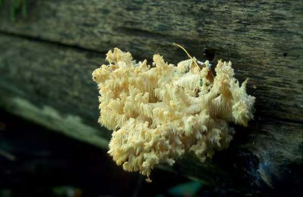 På udden finns en mängd naturtyper; hällmarkstallskog, nordvänd granskog samt mycket värdefulla blandsumpskogar. I sumpskogen finns bland annat hållav och gott om kattfotslav.