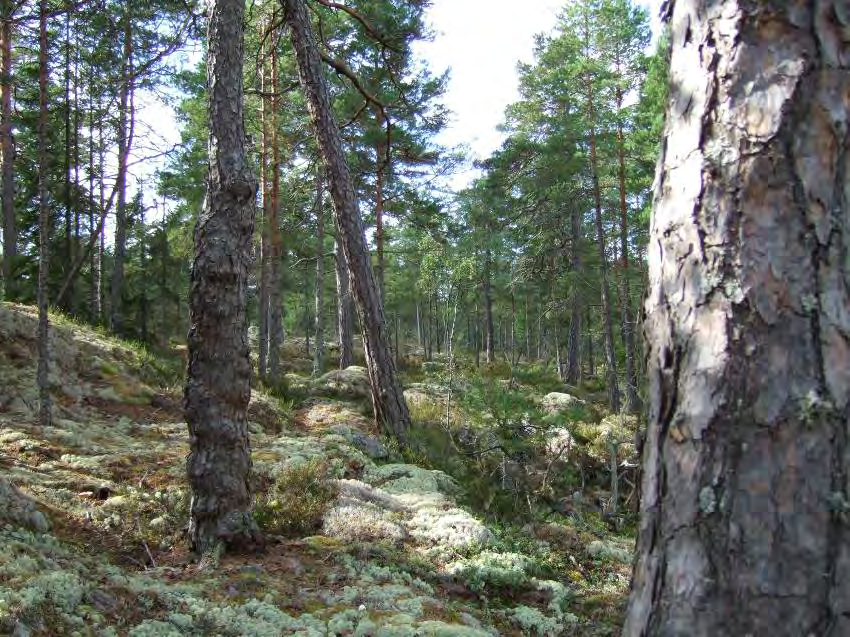 HÖSTERUM Areal: 41 ha Produktiv skogsmark: ca 36 ha Natura 2000 habitat: Västlig taiga (*9010) Fastighet: Hösterum 1:43, Söderköpings kommun Områdesbeskrivning Skogen ligger i