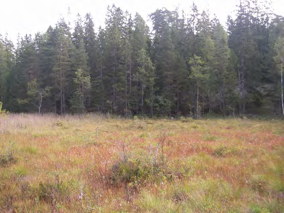 Areal: 31 ha Produktiv skogsmark: ca 27 ha Natura 2000 habitat: Västlig taiga (*9010) Fastighet: Klinta 2:1, Norrköpings kommun KLINTA HÄLLAR Kärret i norr med kärrull