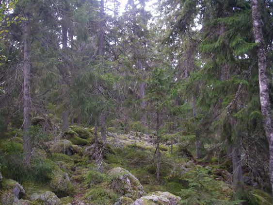 Bedömning Klinta hällmarksområde är ett omväxlande och ganska stort skogsområdet som är rikt