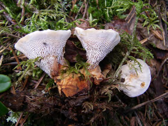 Områden med sådana naturskogskvalitéer är mycket ovanliga och har få motsvarigheter i länet.