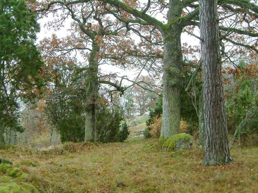 MALMÖLANDET Areal: 10,5 ha Produktiv skogsmark: ca 7 ha Natura 2000 habitat: Trädklädd betesmark (9070), Boreonemoral ädellövskog (9020) Fastighet: Krusenhov 2:2 Norrköping Natura 2000: SE0230321,