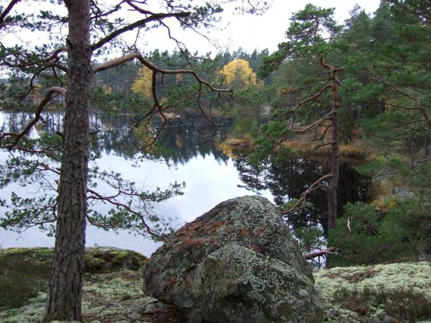 NÄFSSJÖSKOGEN Areal: ca 81 ha Landareal: ca 34 ha Produktiv skogsmark: ca 28 ha Natura 2000 habitat: Västlig taiga (*9010) Fastighet: Näfstorp 3:1, Lotorp 3:1 och Torsön?