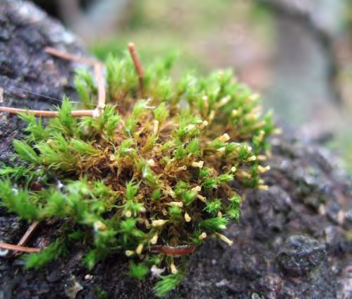 Krusig ulota på asp. Bedömning Näfssjön har höga naturvärden knutna till gammal tallskog, lövrik barrskog och urkalksten.