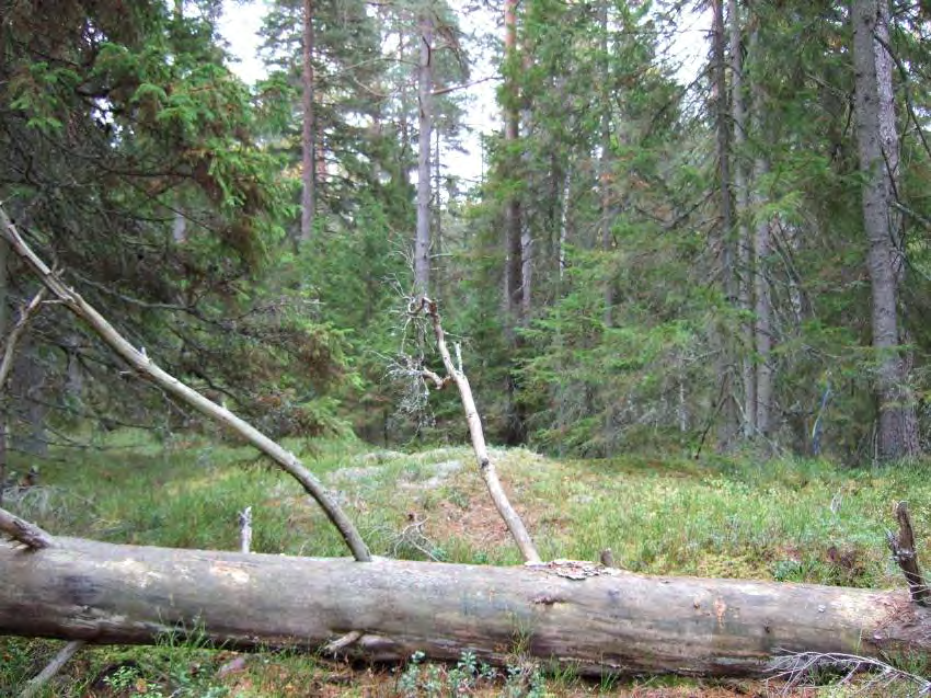 ORMLÅNGENSKOGEN Areal: ca 79 ha Landareal: ca 56 ha Produktiv skogsmark: ca 50 ha Natura 2000 habitat: Västlig taiga (*9010) Fastighet: Tjuttorp 1:9, Flasbjörke 4:1, Mottorp 3:1, Finspångs kommun