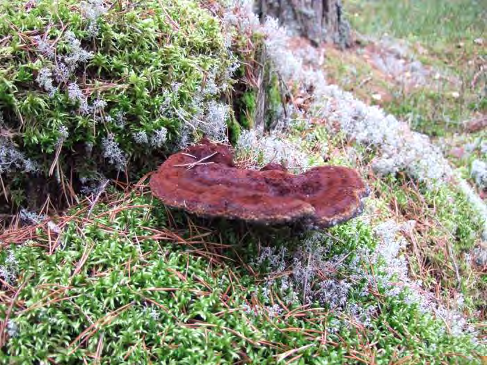 Grovticka Brandljuds-gubbe-stubbe Bedömning Ormlångenskogen har höga naturvärden knutna till sen boreal