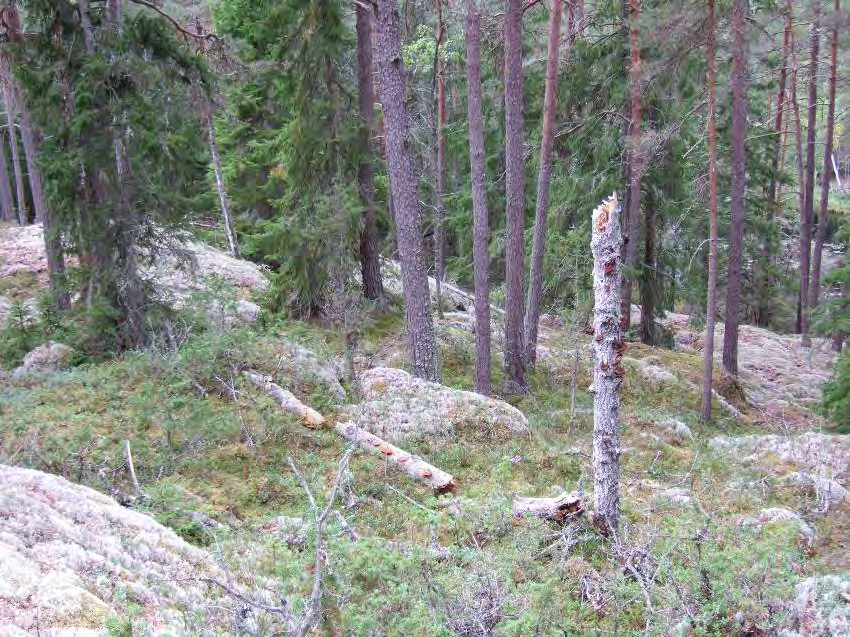 RÖDSJÖSKOGEN Areal: 41,5 ha Produktiv skogsmark: ca 34 ha Natura 2000 habitat: Västlig taiga (*9010), Näringsrik granskog (9050) Fastighet: Dalkarlshytan 2:1, Pershyttan 1:1, Finspångs kommun