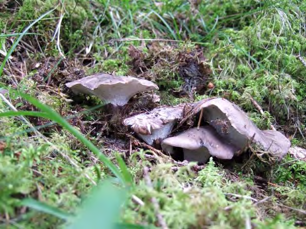 Gran gråticka Orandgegul fingersvamp Bedömning Rödsjöskogen har höga naturvärden knutna till gammal barrskog och triviallövträd.