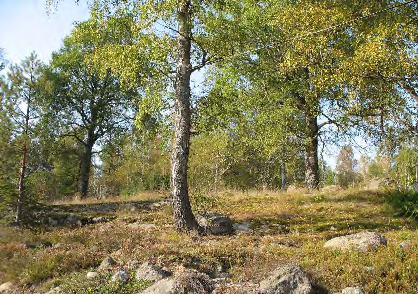 RÖVAREBERGET Areal:ca 31 ha Produktiv skogsmark: ca 27 ha Natura 2000 habitat: Västlig taiga (*9010),