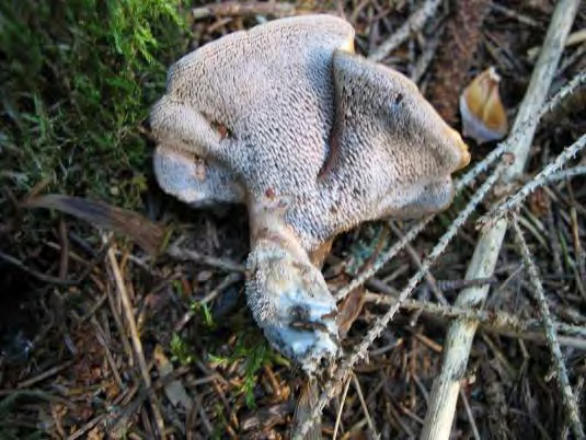 Bitter taggsvamp Orange taggsvamp Bedömning Området har höga naturvärden knutna till granskog, gamla